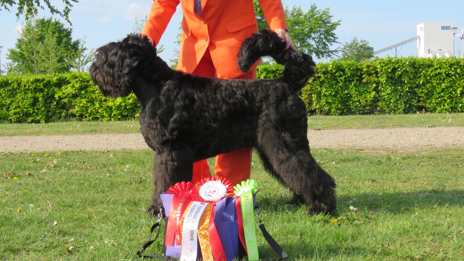 Winning BOB at the EDS, 8 months old, only her third show!!!