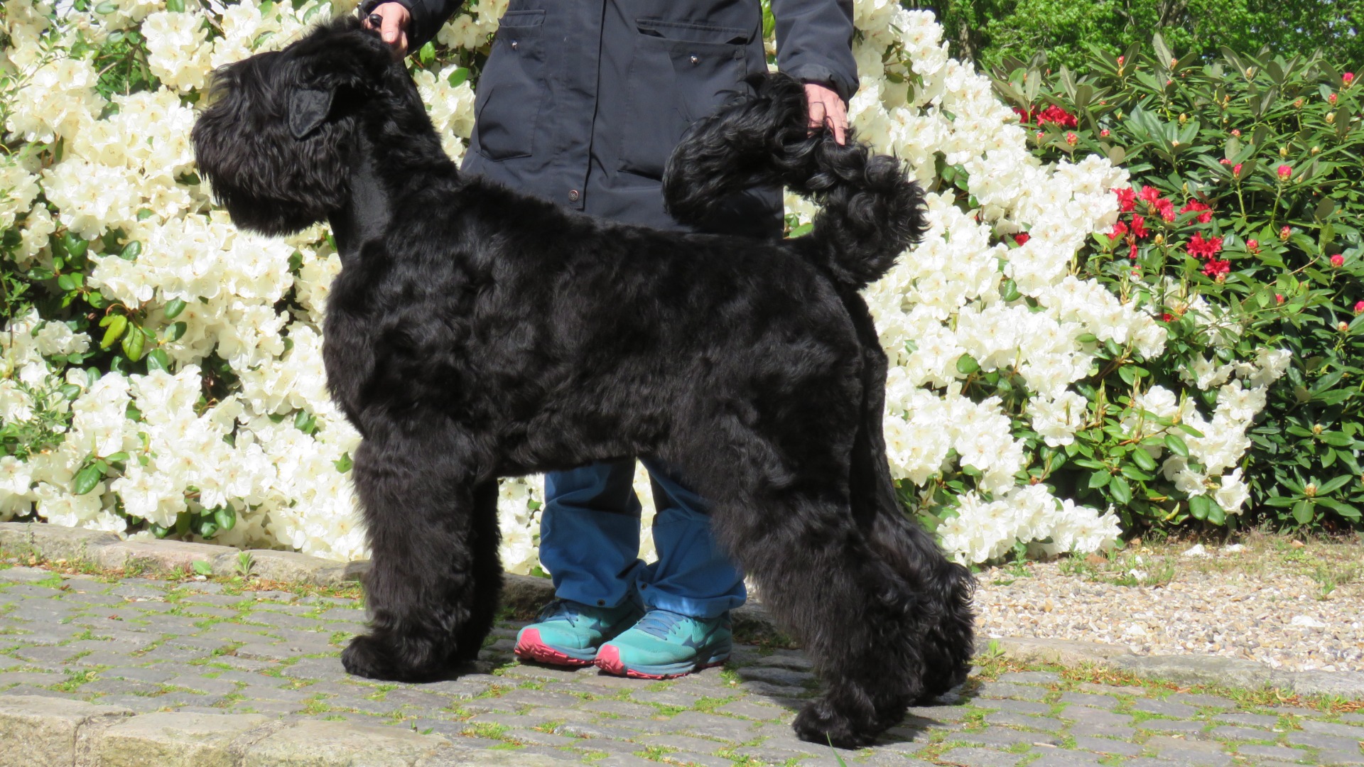 Alba, 8 months old